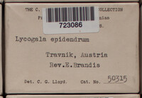 Lycogala epidendrum image